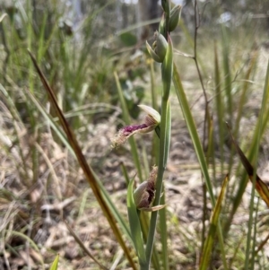 Calochilus platychilus at Bruce, ACT - 16 Oct 2022