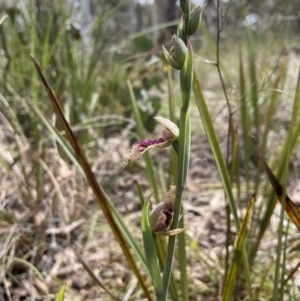 Calochilus platychilus at Bruce, ACT - suppressed