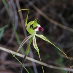 Caladenia atrovespa (Green-comb Spider Orchid) at Mount Majura - 25 Oct 2022 by petersan