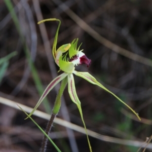 Caladenia atrovespa at Hackett, ACT - 25 Oct 2022