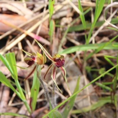 Caladenia actensis (Canberra Spider Orchid) at Mount Majura - 25 Oct 2022 by petersan