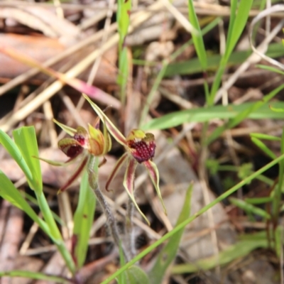 Caladenia actensis (Canberra Spider Orchid) at Hackett, ACT - 25 Oct 2022 by petersan