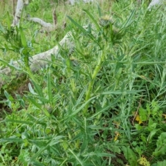 Cirsium vulgare (Spear Thistle) at Isaacs Ridge - 25 Oct 2022 by Mike