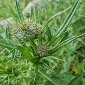 Cirsium vulgare at Jerrabomberra, ACT - 25 Oct 2022 03:47 PM