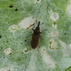 Lixus cardui (Thistle Stem-borer Weevil) at Isaacs Ridge and Nearby - 25 Oct 2022 by Mike