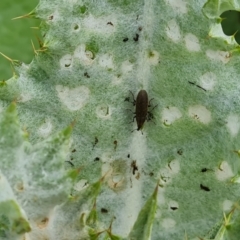 Lixus cardui at Jerrabomberra, ACT - 25 Oct 2022