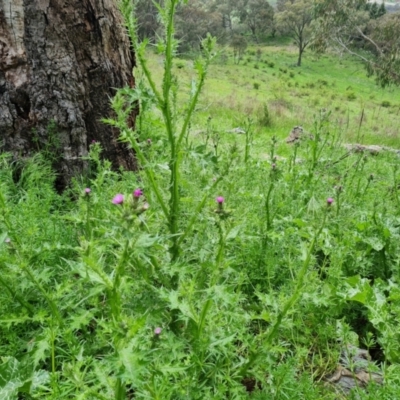 Carduus tenuiflorus (Winged Slender Thistle) at Isaacs Ridge and Nearby - 25 Oct 2022 by Mike