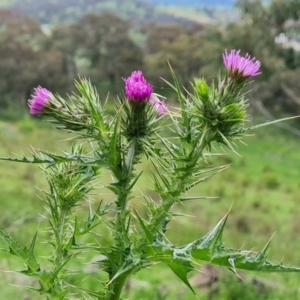 Carduus tenuiflorus at Jerrabomberra, ACT - 25 Oct 2022