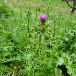 Carduus tenuiflorus at Jerrabomberra, ACT - 25 Oct 2022