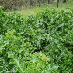 Silybum marianum (Variegated Thistle) at Isaacs Ridge and Nearby - 25 Oct 2022 by Mike