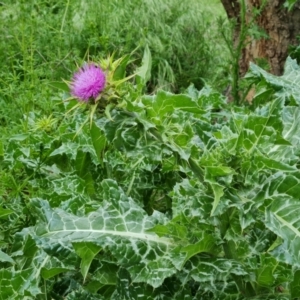 Silybum marianum at Jerrabomberra, ACT - 25 Oct 2022