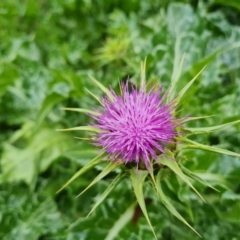 Silybum marianum at Jerrabomberra, ACT - 25 Oct 2022