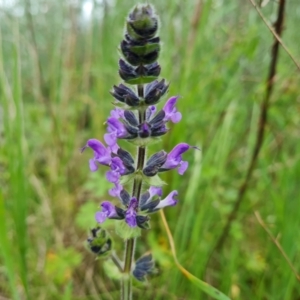 Salvia verbenaca var. verbenaca at Jerrabomberra, ACT - 25 Oct 2022