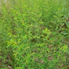 Hypericum perforatum (St John's Wort) at Isaacs Ridge and Nearby - 25 Oct 2022 by Mike