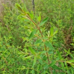 Hypericum perforatum at Jerrabomberra, ACT - 25 Oct 2022 03:29 PM