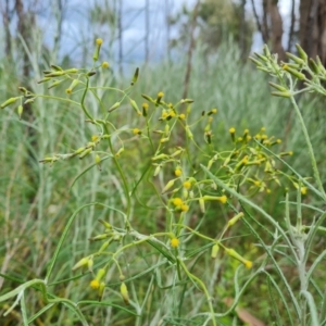 Senecio quadridentatus at Jerrabomberra, ACT - 25 Oct 2022 03:27 PM