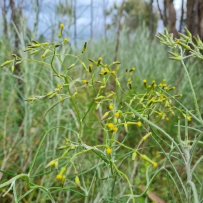 Senecio quadridentatus (Cotton Fireweed) at Jerrabomberra, ACT - 25 Oct 2022 by Mike