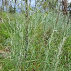 Senecio quadridentatus at Jerrabomberra, ACT - 25 Oct 2022