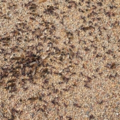 Iridomyrmex purpureus (Meat Ant) at Jerrabomberra, ACT - 25 Oct 2022 by Mike