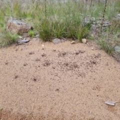 Iridomyrmex purpureus at Jerrabomberra, ACT - 25 Oct 2022