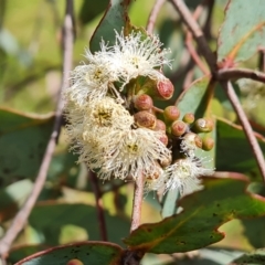 Eucalyptus dives (Broad-leaved Peppermint) at Isaacs Ridge and Nearby - 25 Oct 2022 by Mike