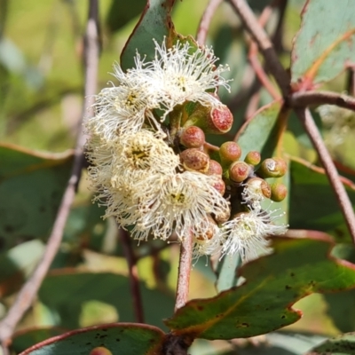 Eucalyptus dives (Broad-leaved Peppermint) at Isaacs Ridge and Nearby - 25 Oct 2022 by Mike