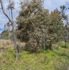 Eucalyptus dives at Jerrabomberra, ACT - 25 Oct 2022