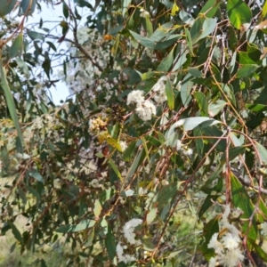 Eucalyptus dives at Isaacs Ridge and Nearby - 25 Oct 2022