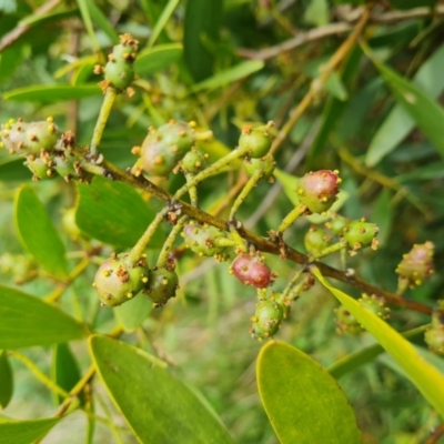 Trichilogaster sp. (genus) (Acacia gall wasp) at Isaacs Ridge and Nearby - 25 Oct 2022 by Mike