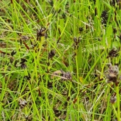 Schoenus apogon (Common Bog Sedge) at Jerrabomberra, ACT - 25 Oct 2022 by Mike