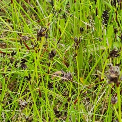 Schoenus apogon (Common Bog Sedge) at Isaacs Ridge and Nearby - 25 Oct 2022 by Mike