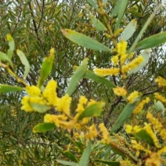 Acacia longifolia subsp. longifolia (sallow or Sydney golden wattle) at Jerrabomberra, ACT - 25 Oct 2022 by Mike