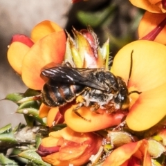 Leioproctus (Andrenopsis) wilsoni (A plaster bee) at Black Mountain - 25 Oct 2022 by Roger