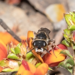 Leioproctus (Andrenopsis) wilsoni at Bruce, ACT - 25 Oct 2022