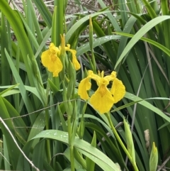 Iris pseudacorus (Yellow Flag) at Lake Burley Griffin West - 23 Oct 2022 by JaneR