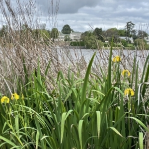 Iris pseudacorus at Yarralumla, ACT - 23 Oct 2022