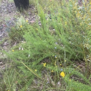 Chrysocephalum semipapposum at Aranda, ACT - 25 Oct 2022