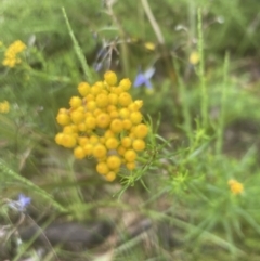 Chrysocephalum semipapposum at Aranda, ACT - 25 Oct 2022