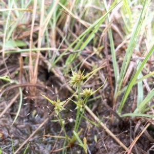 Juncus capitatus at Yarralumla, ACT - 13 Nov 2021