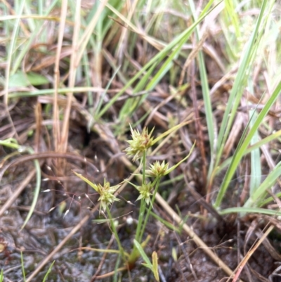 Juncus capitatus (Dwarf Rush) at Yarramundi Grassland
 - 13 Nov 2021 by JaneR