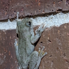 Litoria peronii (Peron's Tree Frog, Emerald Spotted Tree Frog) at Albury - 23 Oct 2022 by ChrisAllen