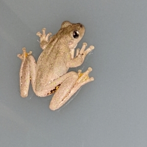 Litoria peronii at Thurgoona, NSW - 23 Oct 2022