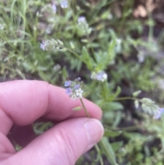 Myosotis discolor (Forget-me-not) at Point 4081 - 25 Oct 2022 by lbradley