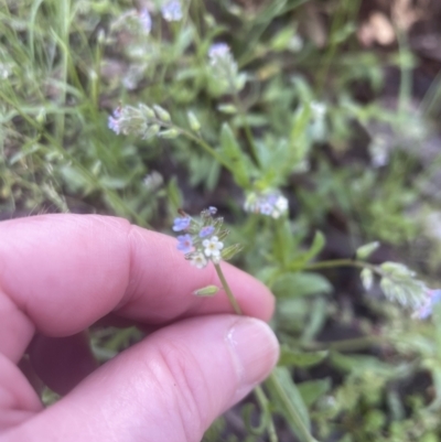 Myosotis discolor (Forget-me-not) at Aranda Bushland - 25 Oct 2022 by lbradley