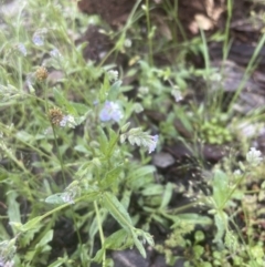 Myosotis discolor at Aranda, ACT - 25 Oct 2022