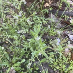 Myosotis discolor at Aranda, ACT - 25 Oct 2022