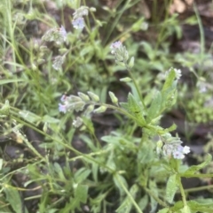 Myosotis discolor at Aranda, ACT - 25 Oct 2022