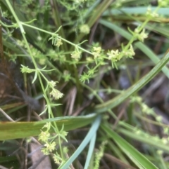 Galium gaudichaudii (Rough Bedstraw) at Aranda, ACT - 25 Oct 2022 by lbradley