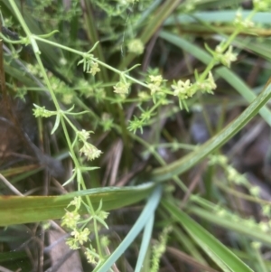 Galium gaudichaudii at Aranda, ACT - 25 Oct 2022