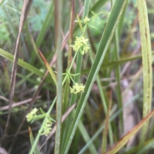 Galium gaudichaudii at Aranda, ACT - 25 Oct 2022